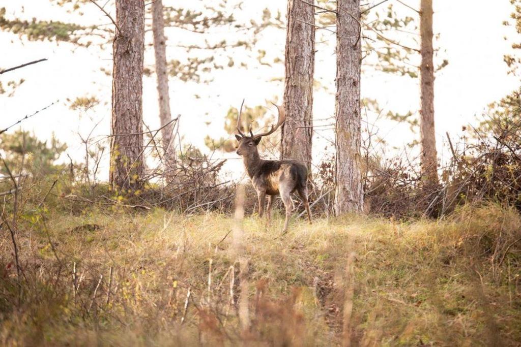Heerlijk Vrijstaand Huis Aan De Duinen 巴勒哈姆斯泰德 外观 照片